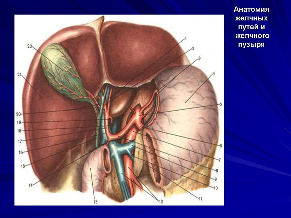 Анатомия желчных путей и желчного пузыря