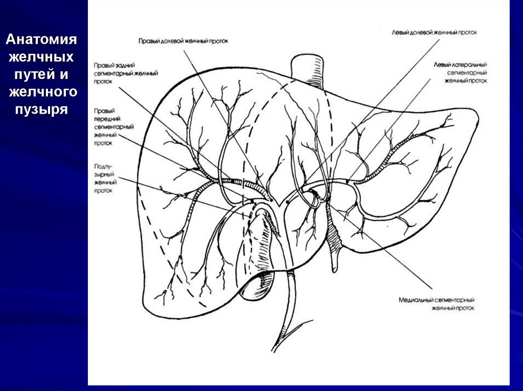 Анатомия желчных путей и желчного пузыря