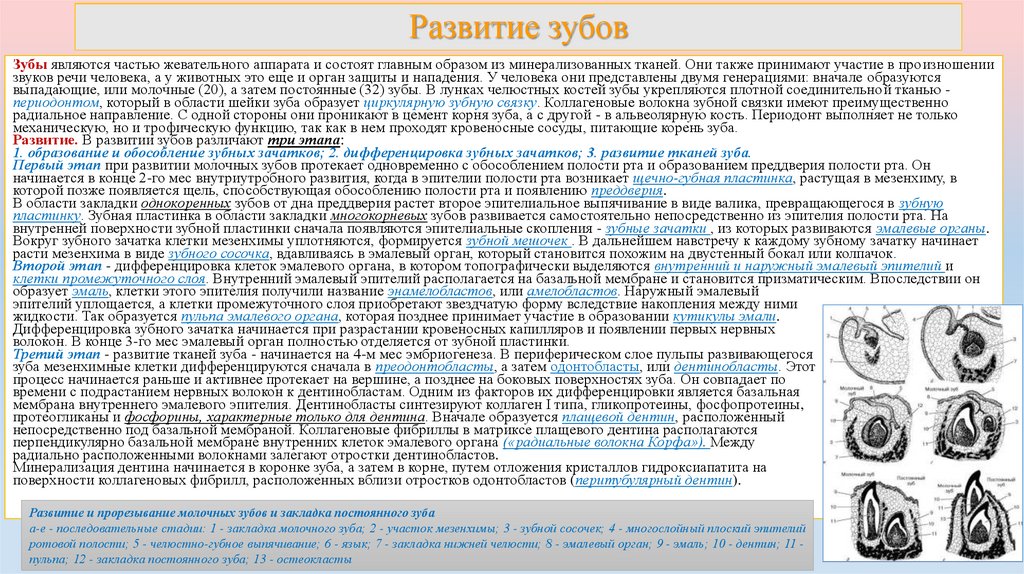 Развитие зубов