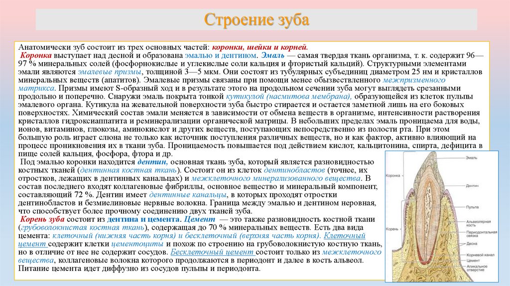 Строение зуба