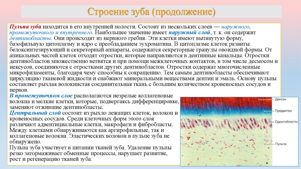 Строение зуба (продолжение)