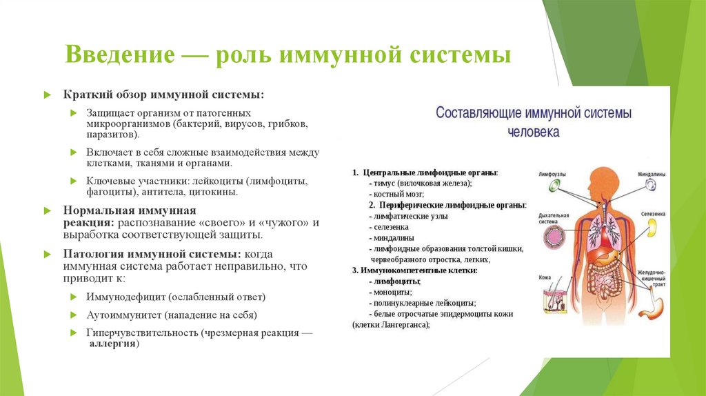 Введение — роль иммунной системы