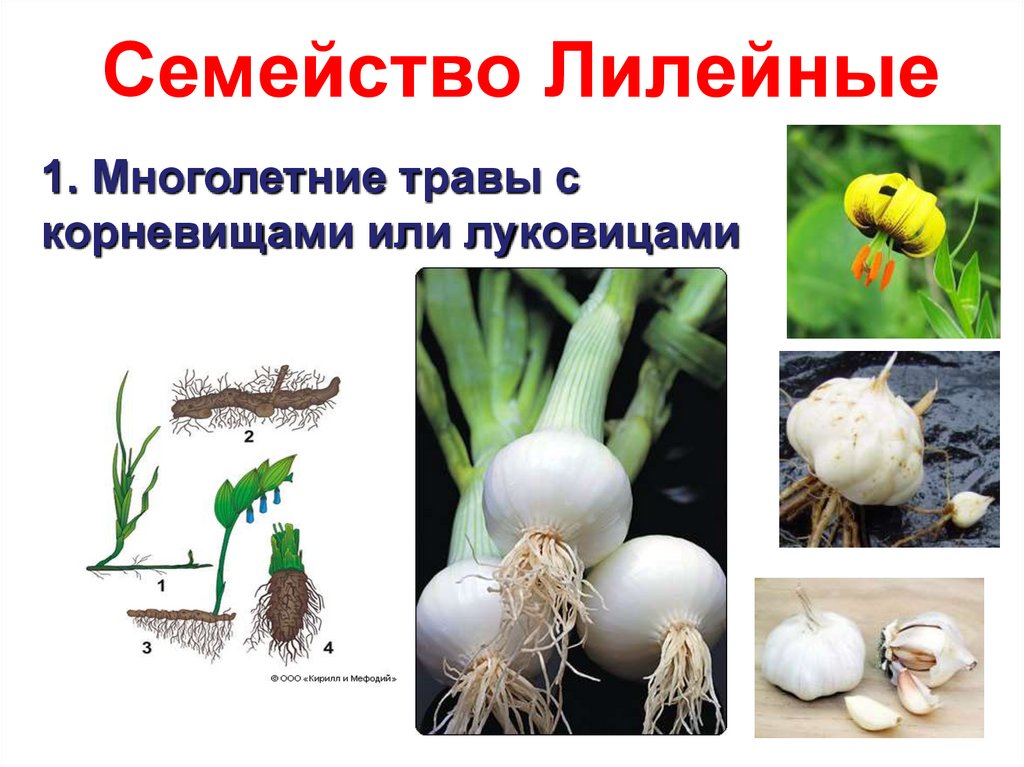 Семейство Лилейные