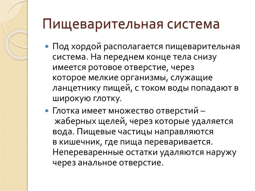 Пищеварительная система