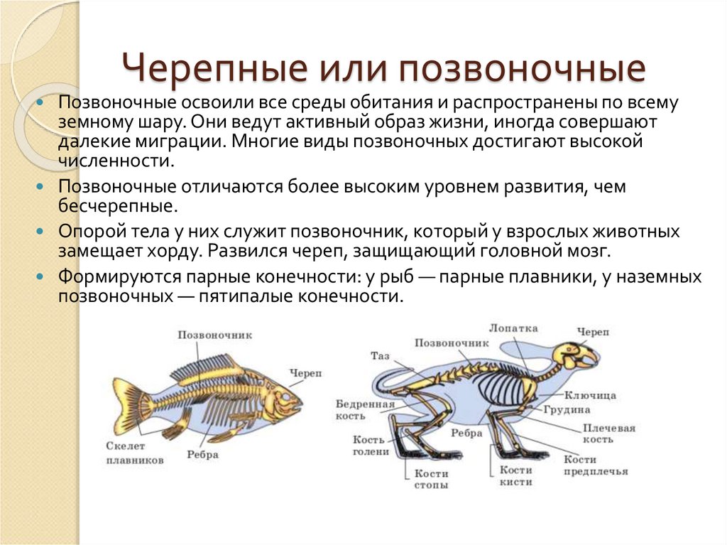Черепные или позвоночные