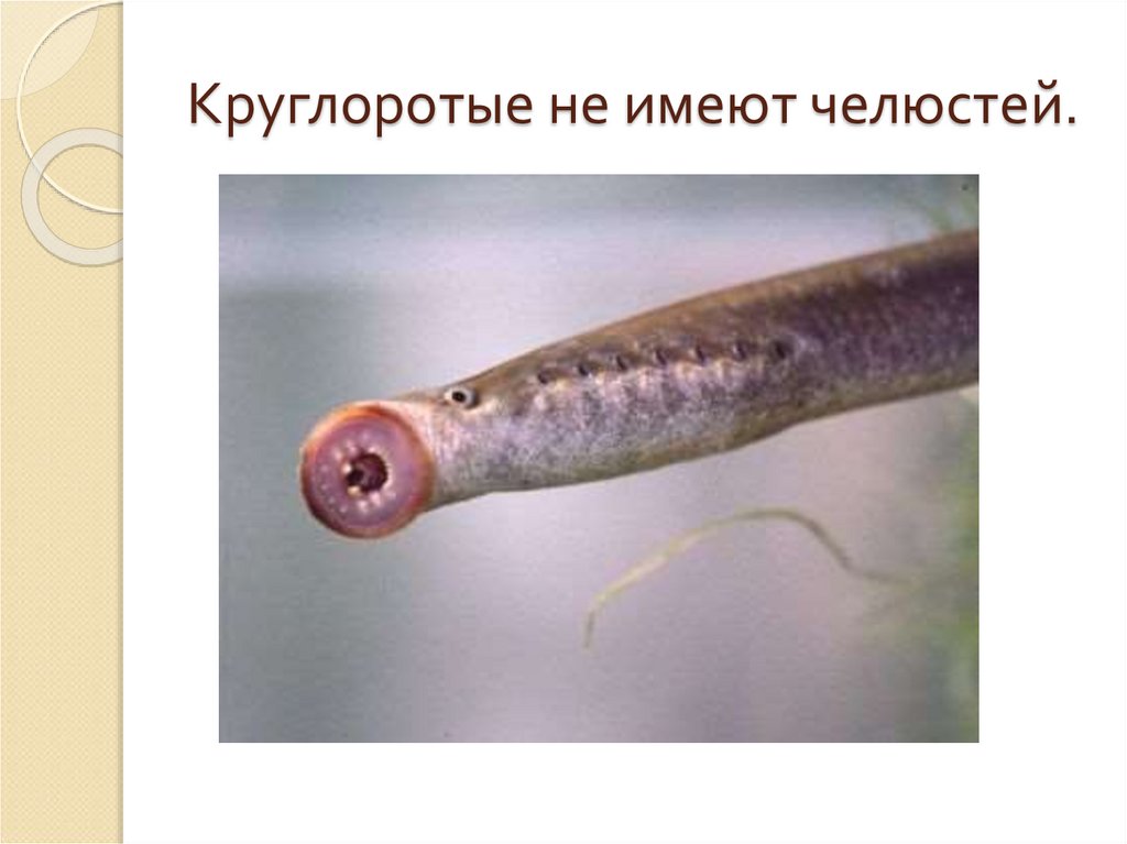 Круглоротые не имеют челюстей.