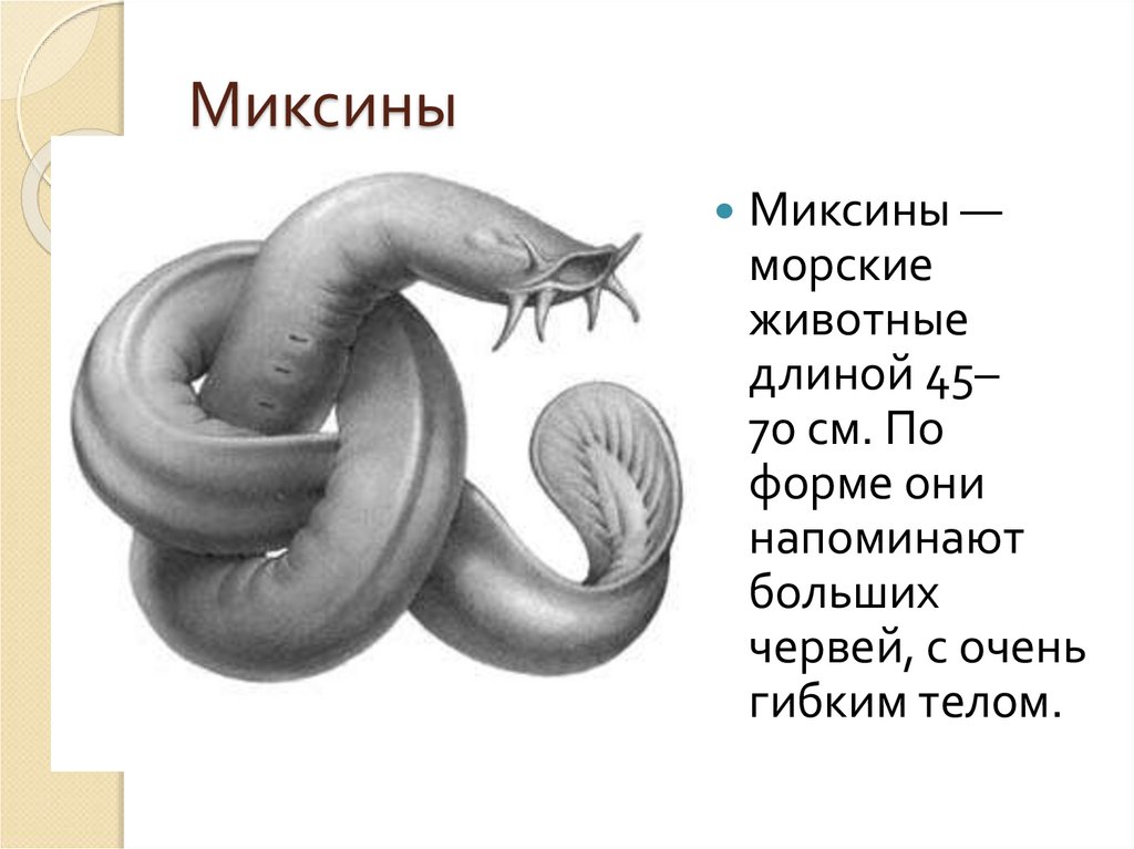Миксины
