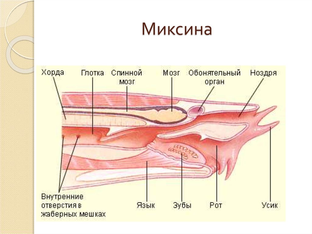 Миксина