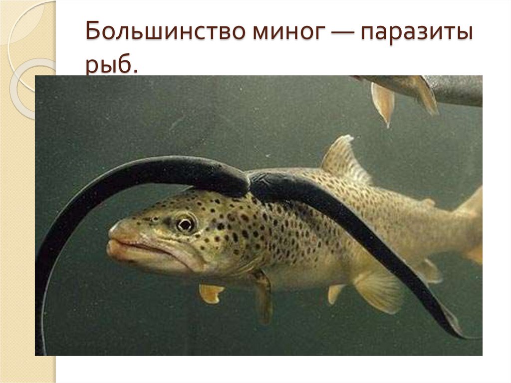 Большинство миног — паразиты рыб.