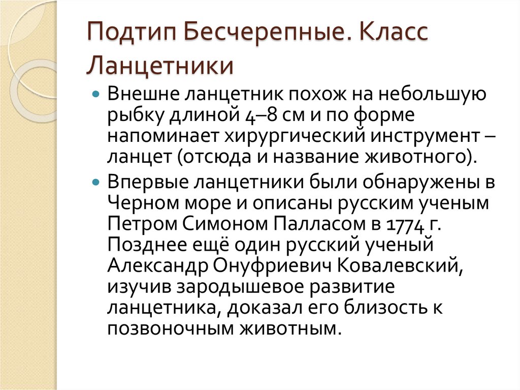 Подтип Бесчерепные. Класс Ланцетники