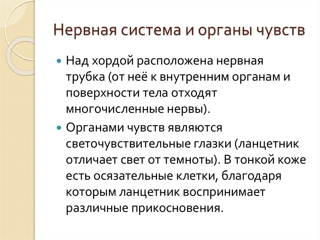 Нервная система и органы чувств