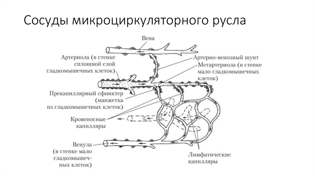 Сосуды микроциркуляторного русла