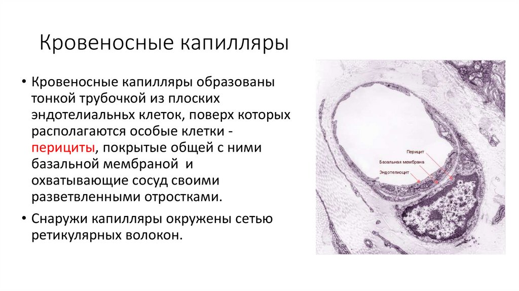 Кровеносные капилляры
