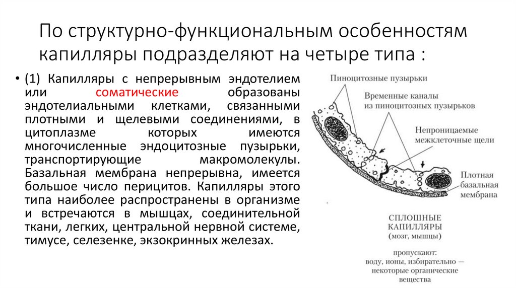 По структурно-функциональным особенностям капилляры подразделяют на четыре типа :