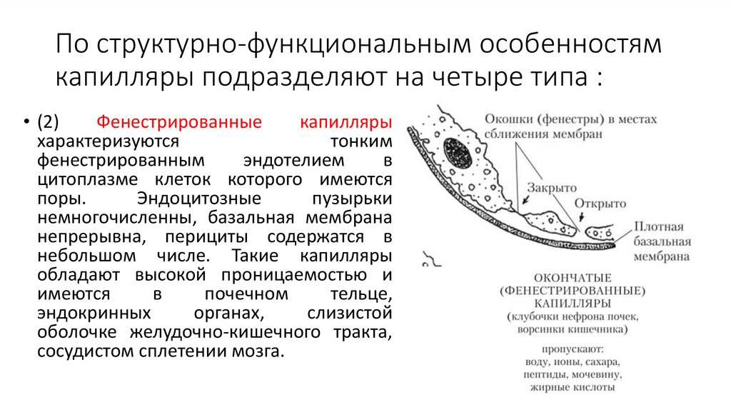 По структурно-функциональным особенностям капилляры подразделяют на четыре типа :