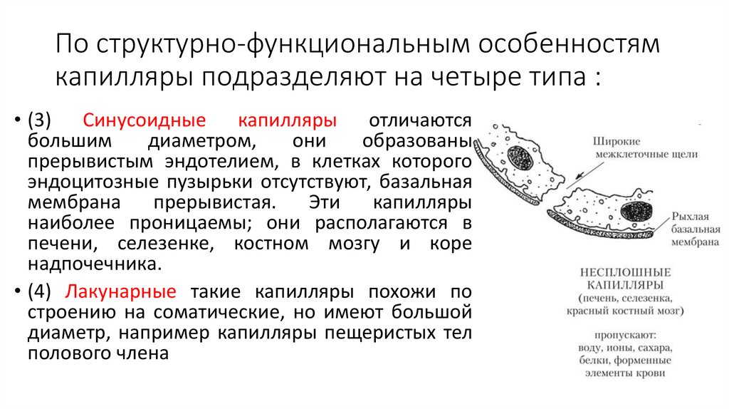По структурно-функциональным особенностям капилляры подразделяют на четыре типа :