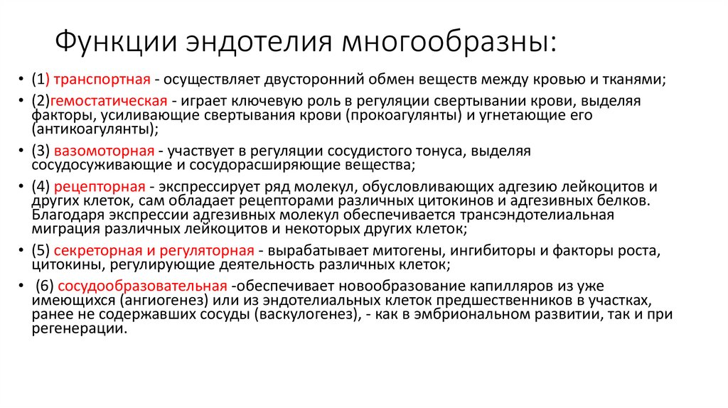 Функции эндотелия многообразны: