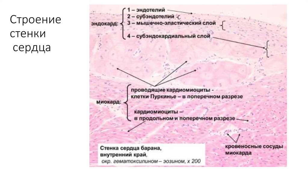 Строение стенки сердца