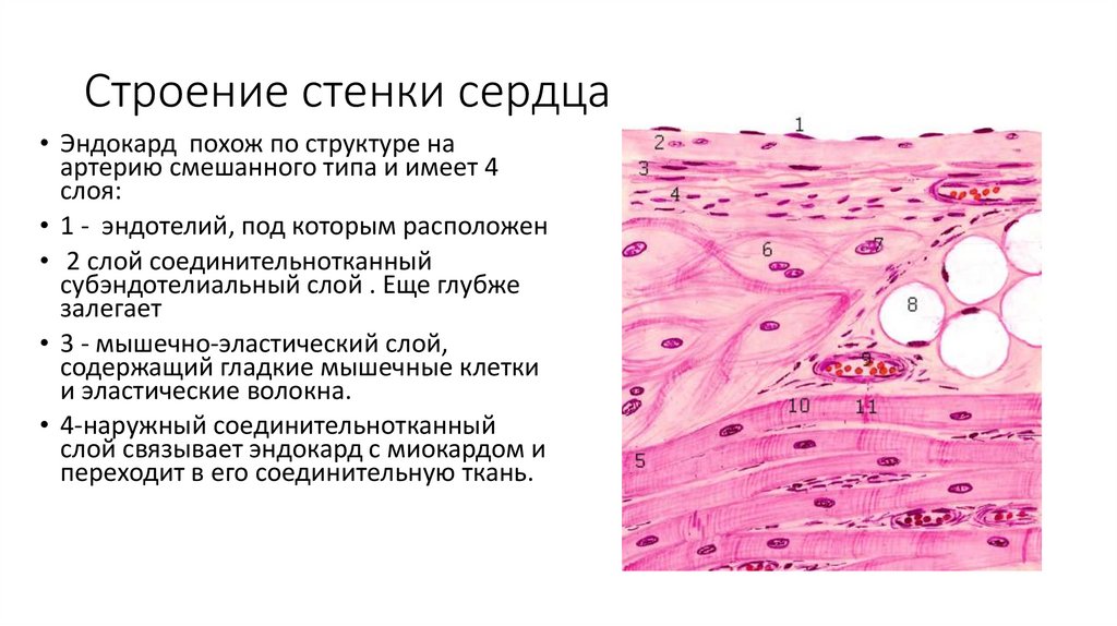Строение стенки сердца