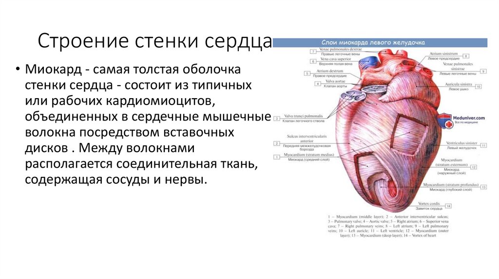 Строение стенки сердца