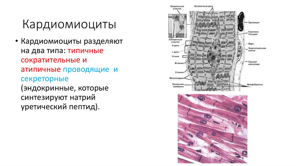 Кардиомиоциты