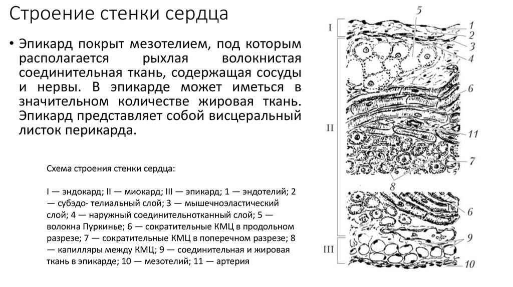 Строение стенки сердца