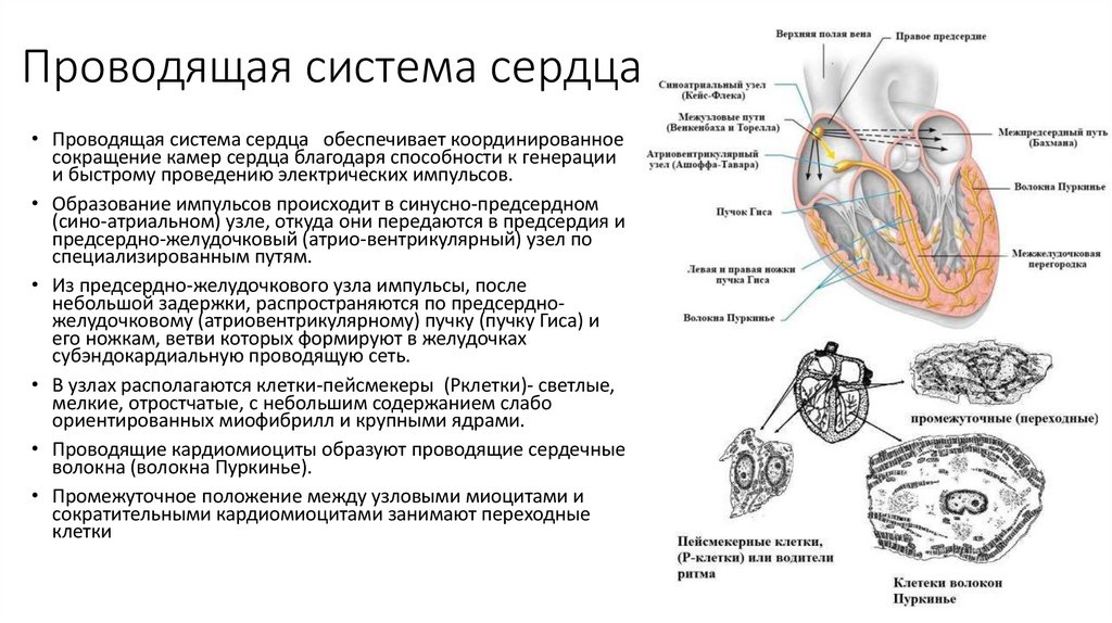 Проводящая система сердца