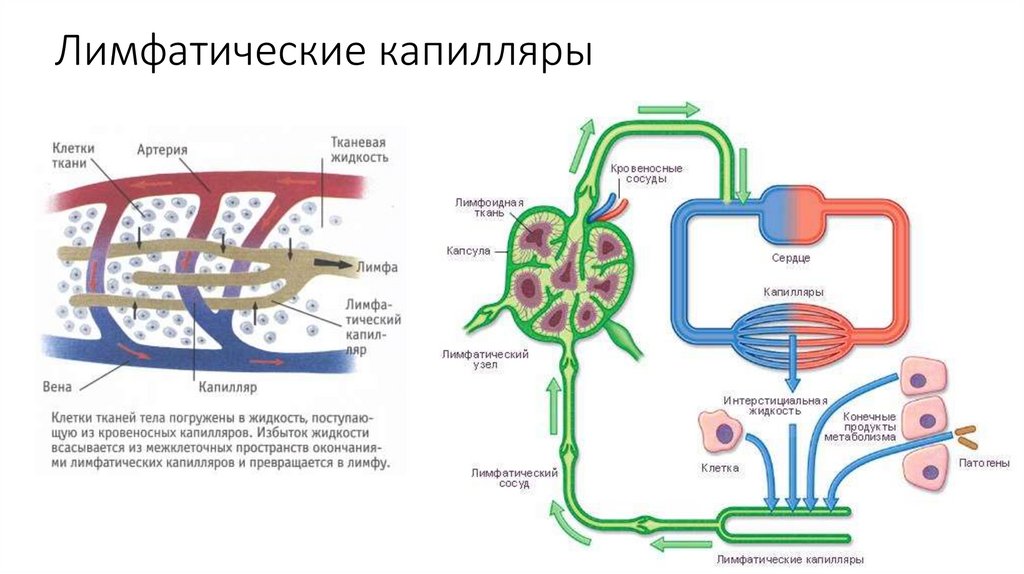 Лимфатические капилляры