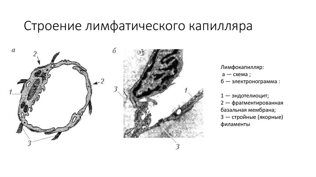 Строение лимфатического капилляра