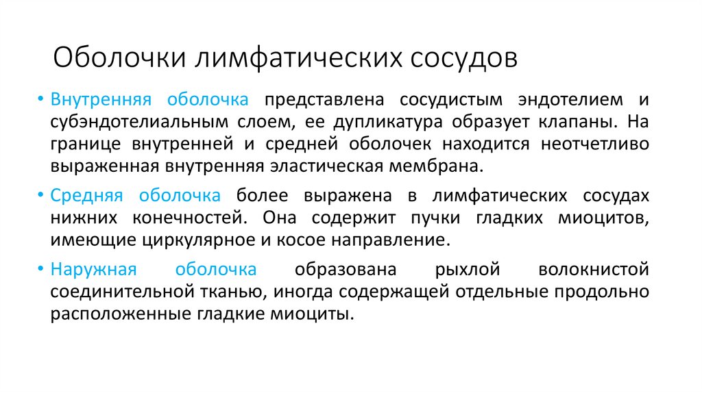 Оболочки лимфатических сосудов