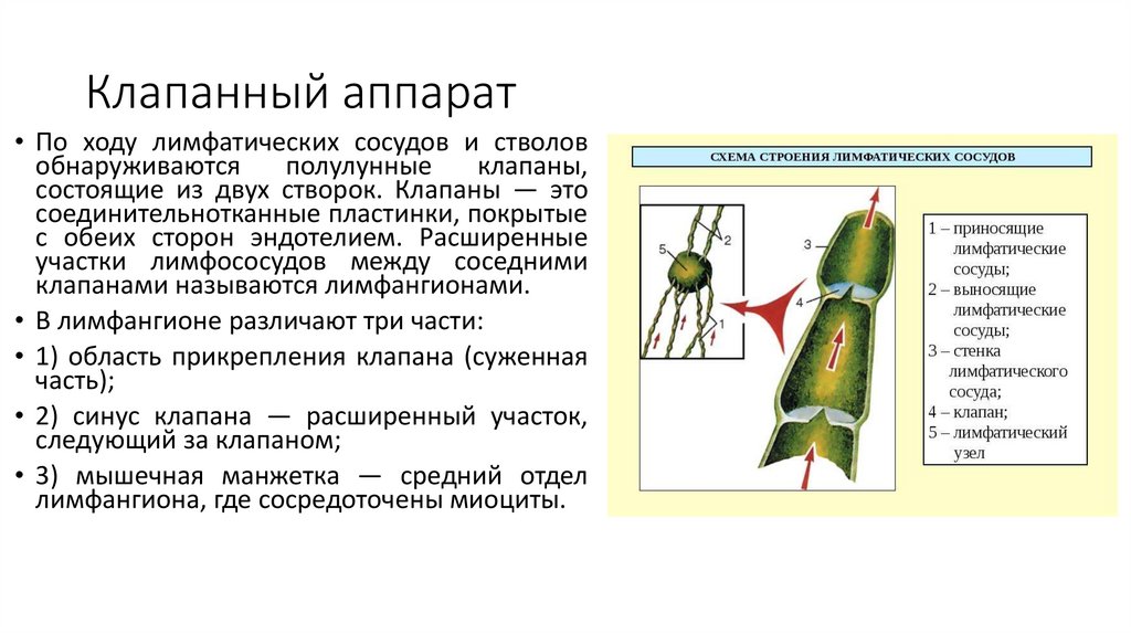 Клапанный аппарат