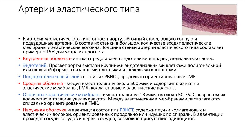 Артерии эластического типа