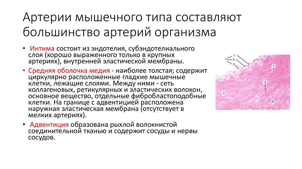 Артерии мышечного типа составляют большинство артерий организма
