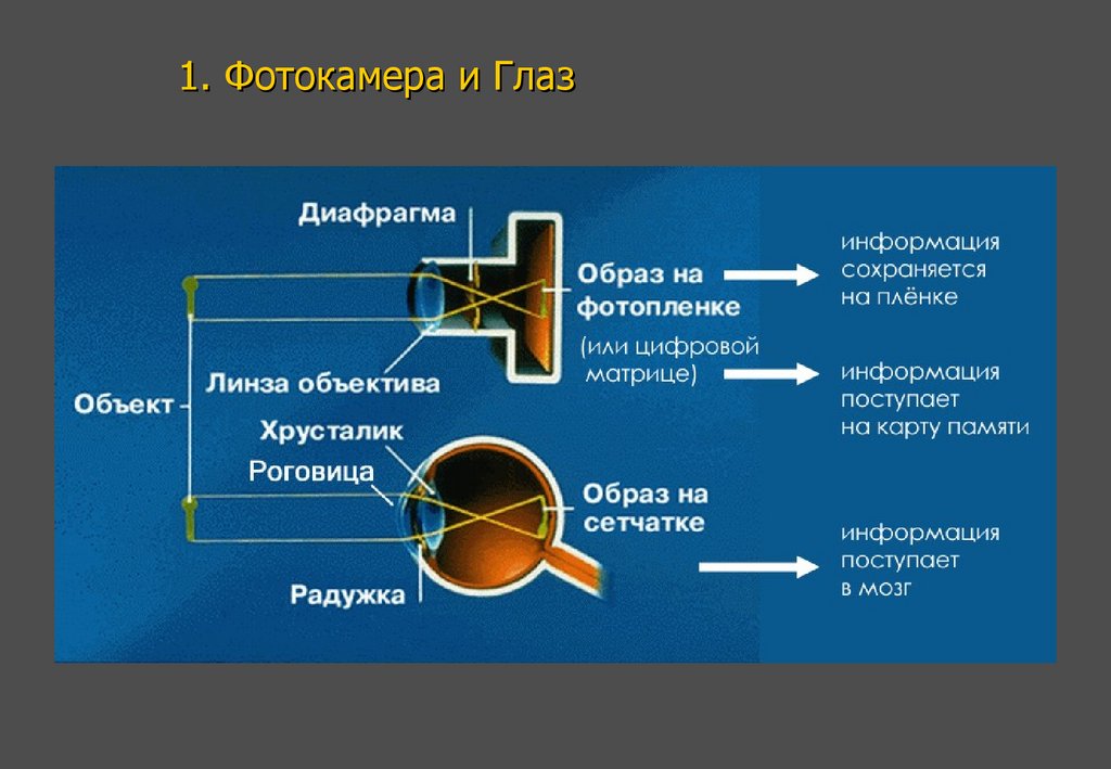 1. Фотокамера и Глаз