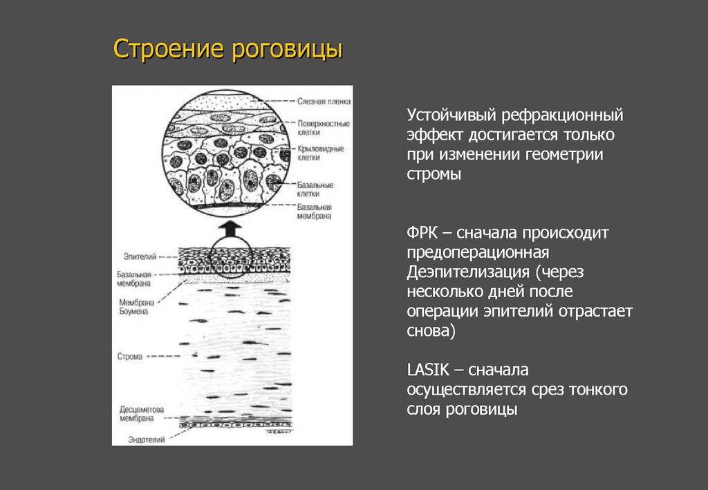 Строение роговицы