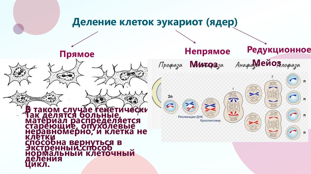 Деление клеток эукариот (ядер)
