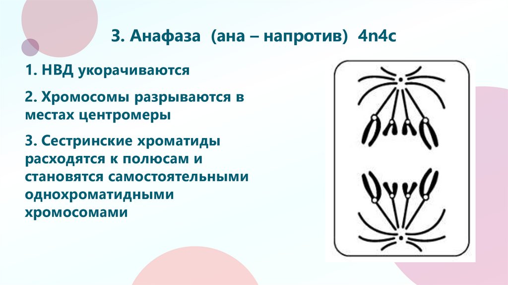 3. Анафаза (ана – напротив) 4n4c