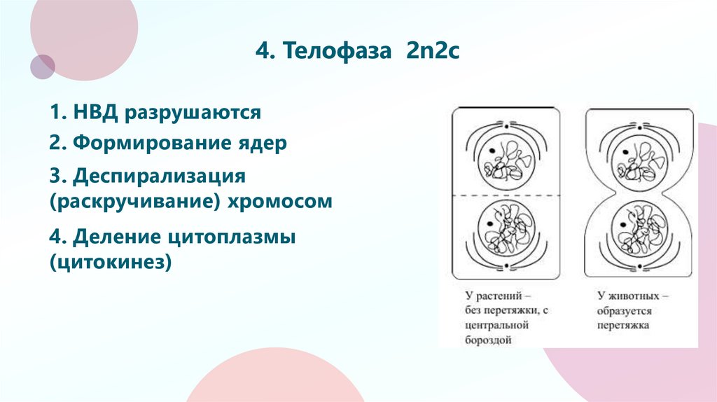 4. Телофаза 2n2c