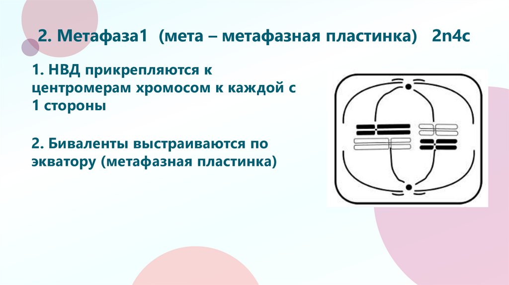 2. Метафаза1 (мета – метафазная пластинка) 2n4c
