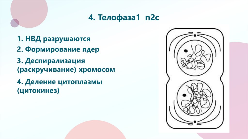 4. Телофаза1 n2c