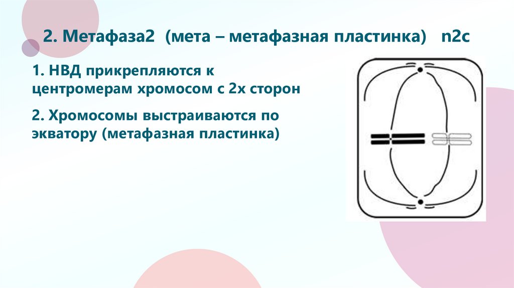 2. Метафаза2 (мета – метафазная пластинка) n2c