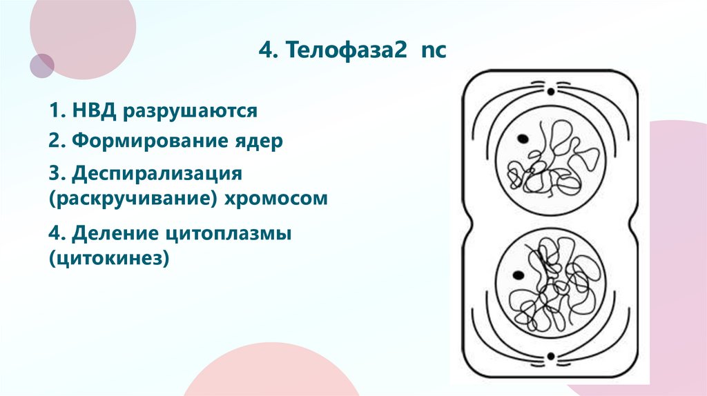 4. Телофаза2 nc