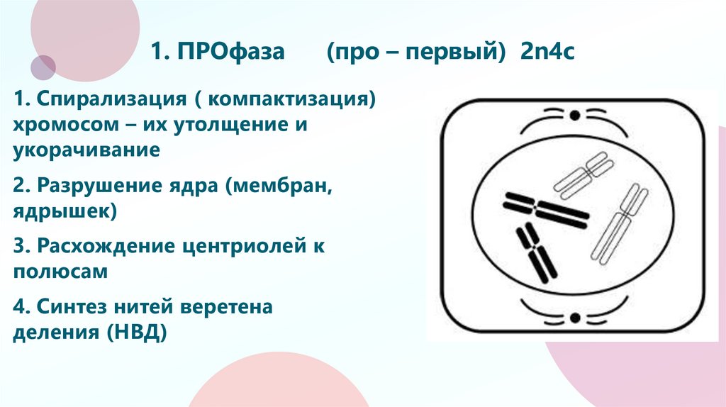 1. ПРОфаза (про – первый) 2n4c