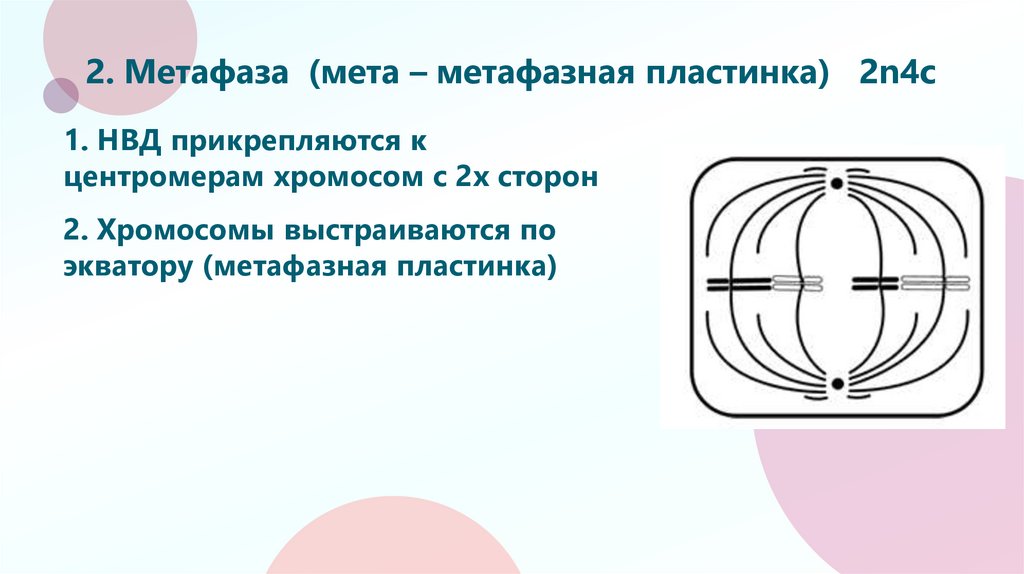 2. Метафаза (мета – метафазная пластинка) 2n4c