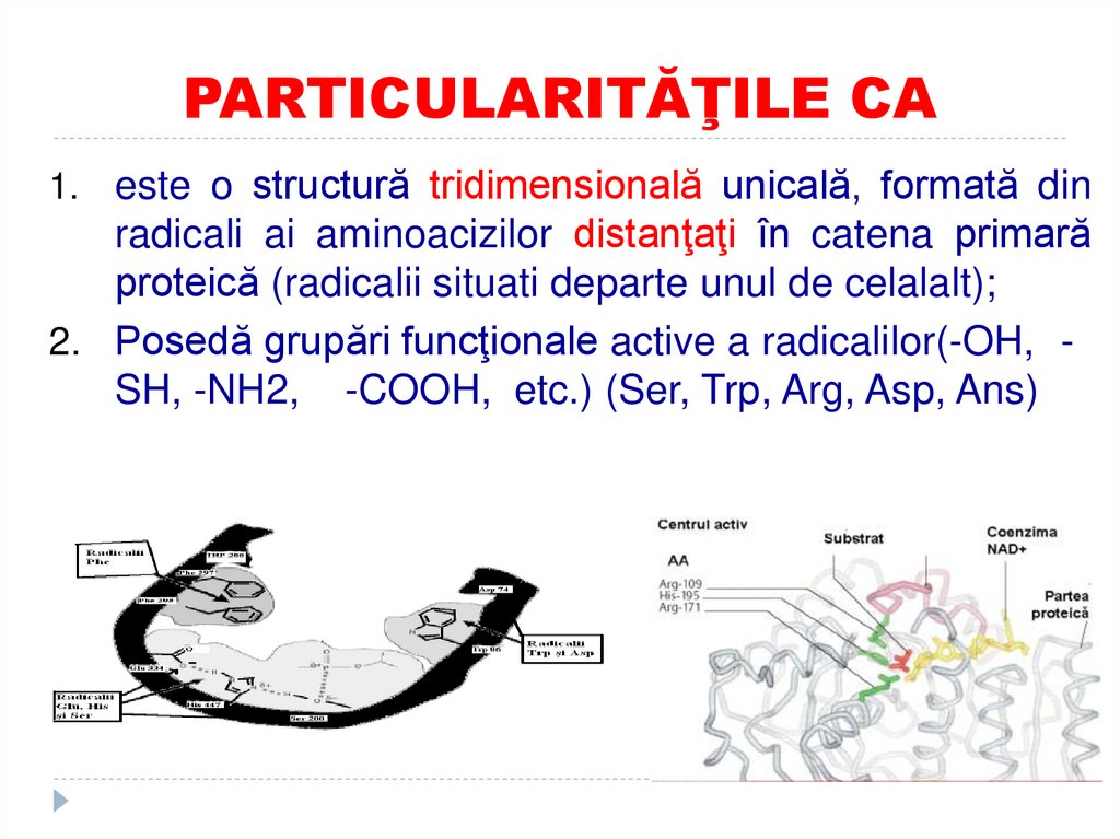 PARTICULARITĂŢILE CA