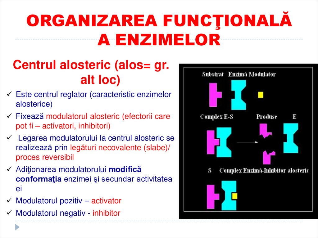 ORGANIZAREA FUNCŢIONALĂ A ENZIMELOR