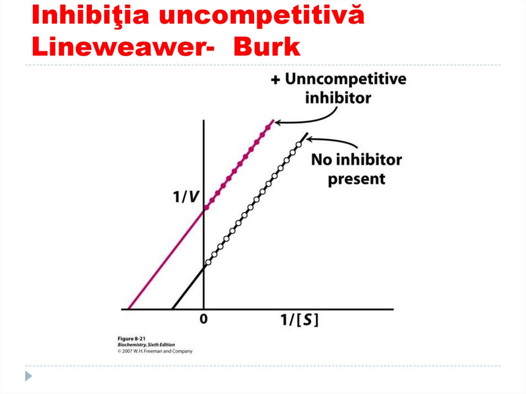 Inhibiţia uncompetitivă Lineweawer- Burk