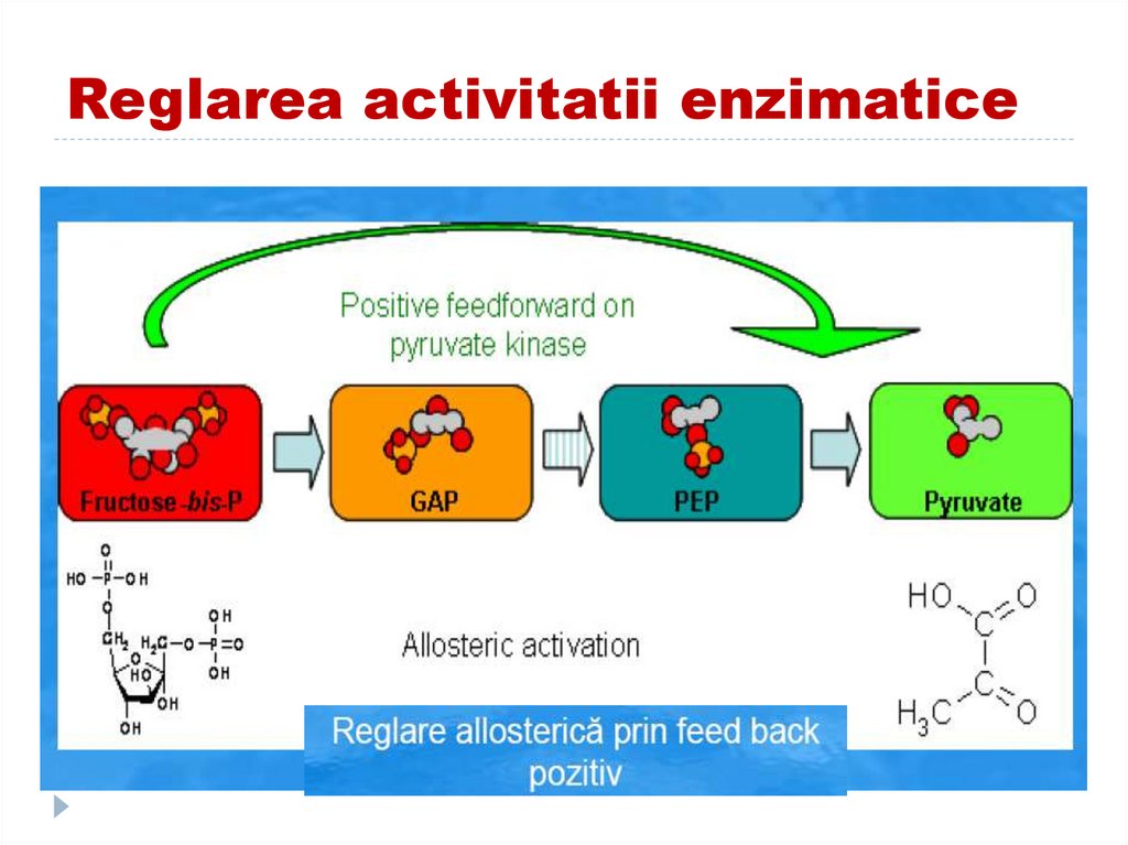 Reglarea activitatii enzimatice