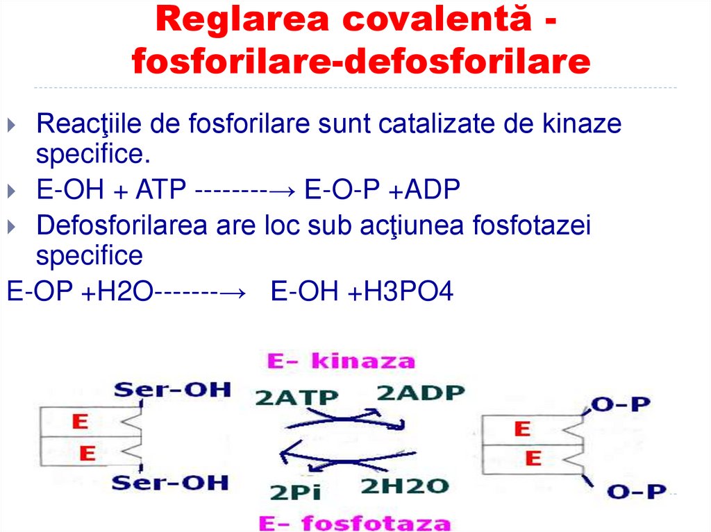 Reglarea covalentă - fosforilare-defosforilare