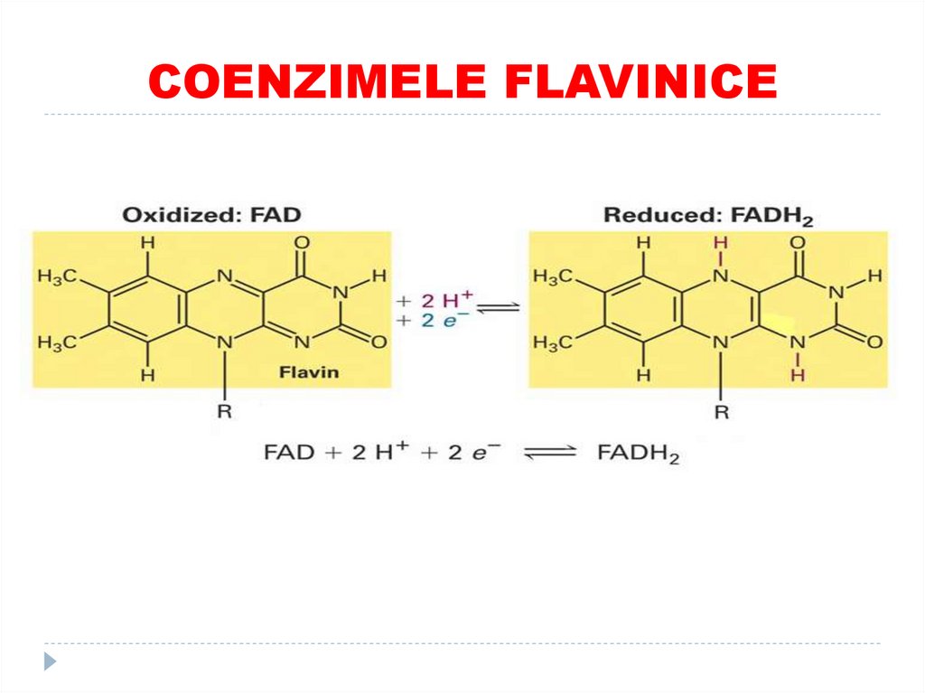 COENZIMELE FLAVINICE